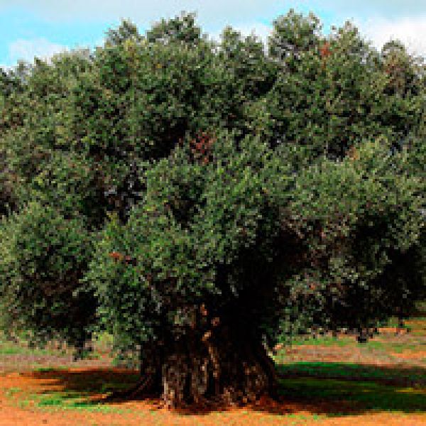 azienda agricola
